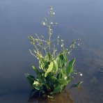 Žabník obyčajný (Alisma plantago-aquatica) - výška 10-20 cm, kont. P9